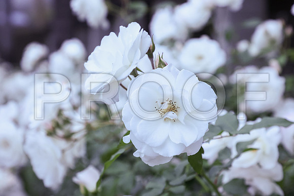 SFX_6500_1stComm_2025-05-03